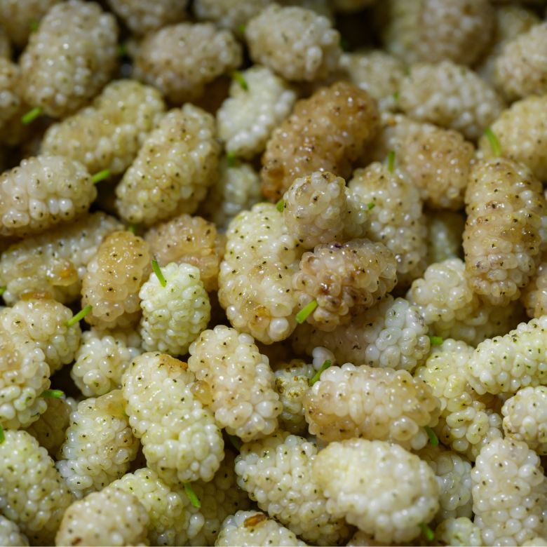 Premium Dried Mulberries (Khushk Shahtoot) | CTL Dry Fruits